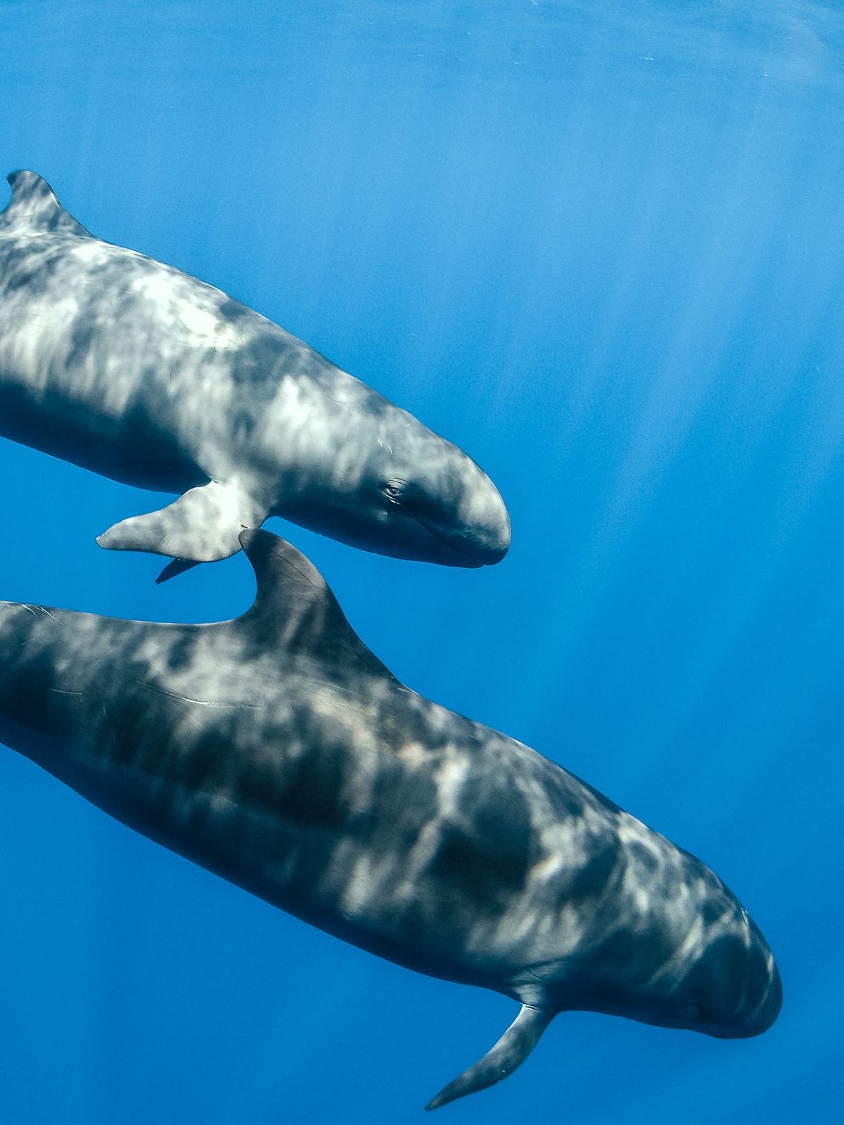Best Tours and Excursions in Tenerife