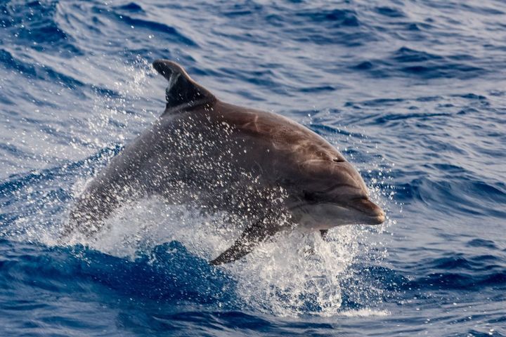 Best Tours and Excursions in Tenerife