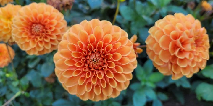 organization as organizing