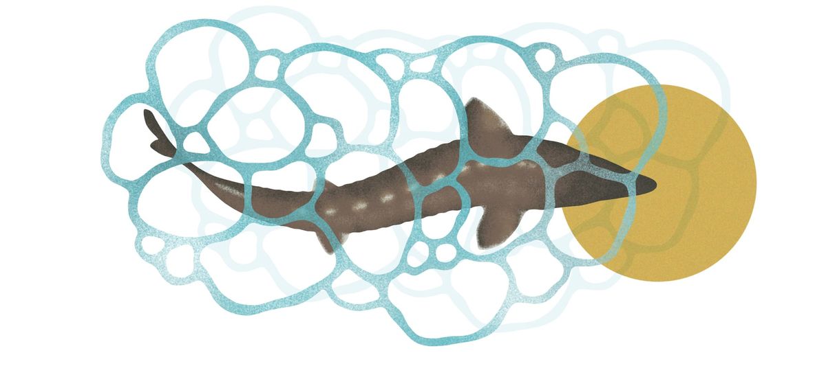 At the aquarium, my four-year-old son is obsessed with the Atlantic sturgeon
