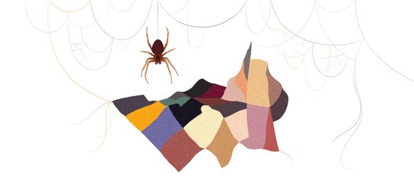 Orb Weaver Spider Catcher