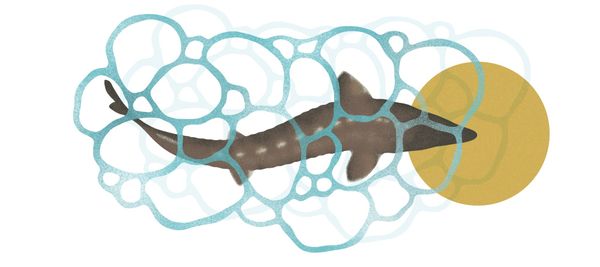 At the aquarium, my four-year-old son is obsessed with the Atlantic sturgeon