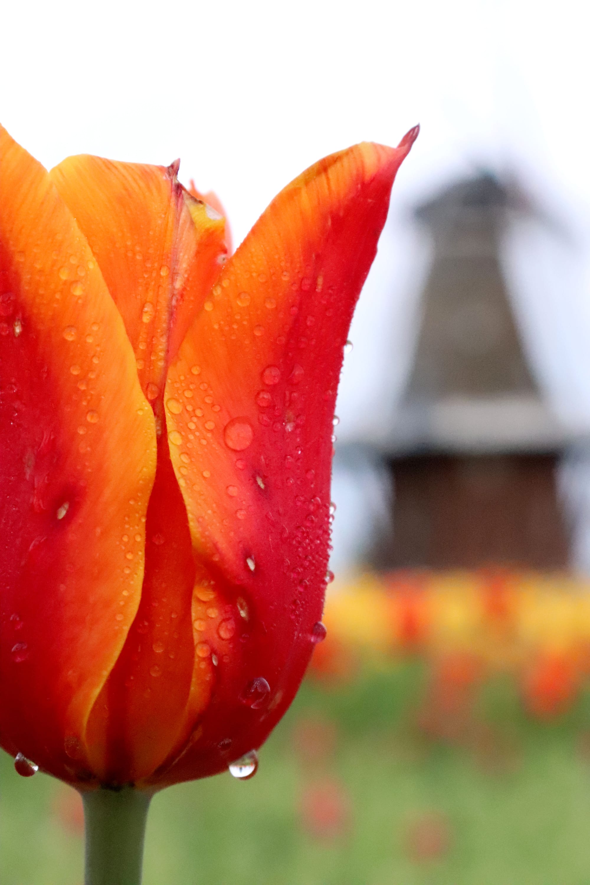All you need to know about Tulip time 2025