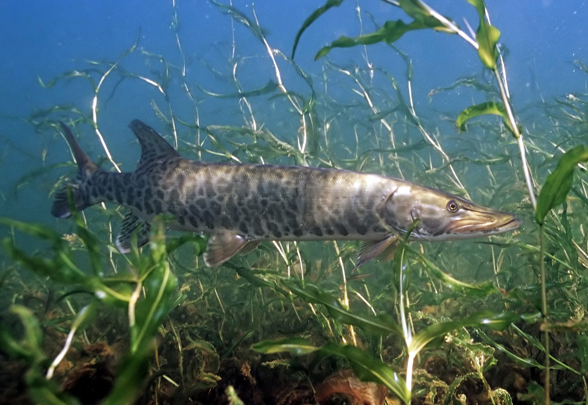 Lake Macatawa study reveals surprising interstate travels of reclusive muskie fish
