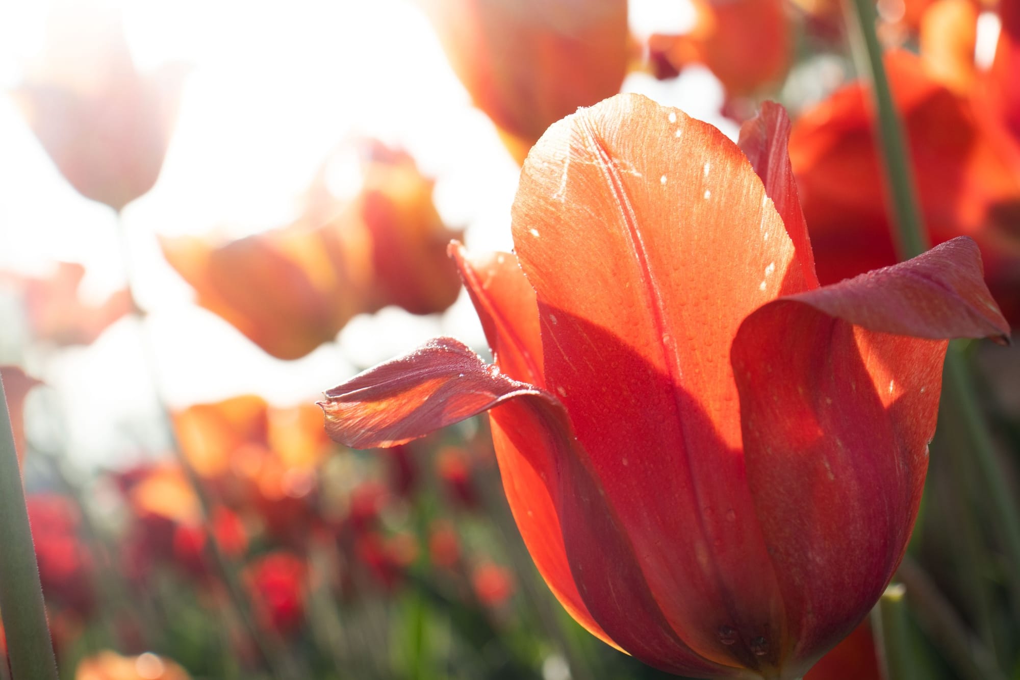 Tulip Time is nearly here! Here are all the events and activities planned for the 2026 festival
