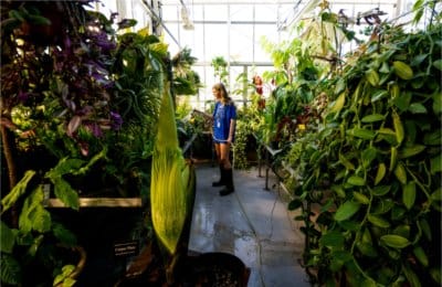 'The Beast' awakens: Rare corpse flower set to stink up Grand Valley's campus again
