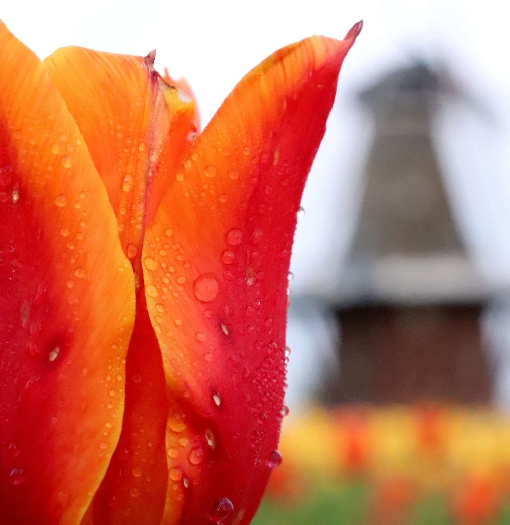 Bill Dalton: Tulipanthophobia, Holland and Kidman post image