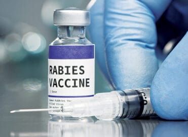 Ottawa County identifies first rabid bat of 2025; health officials urge caution post image