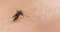 Officials: Mosquito with West Nile virus found Ottawa County post image