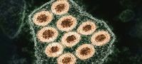 Ottawa County confirms first animal rabies case of 2026 post image