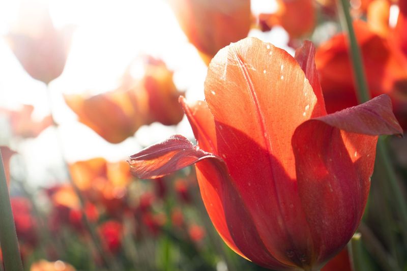 Tulip Time is nearly here! Here are all the events and activities planned for the 2026 festival post image