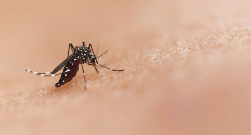 Officials: Mosquito with West Nile virus found Ottawa County post image