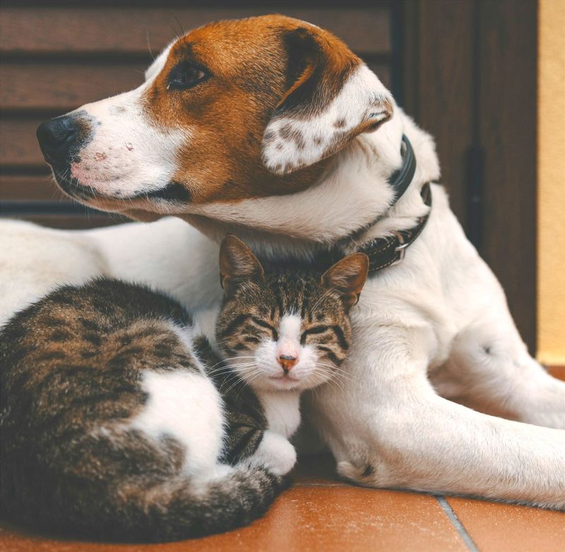 Love animals? Here are 5 fun ways to give back this month post image