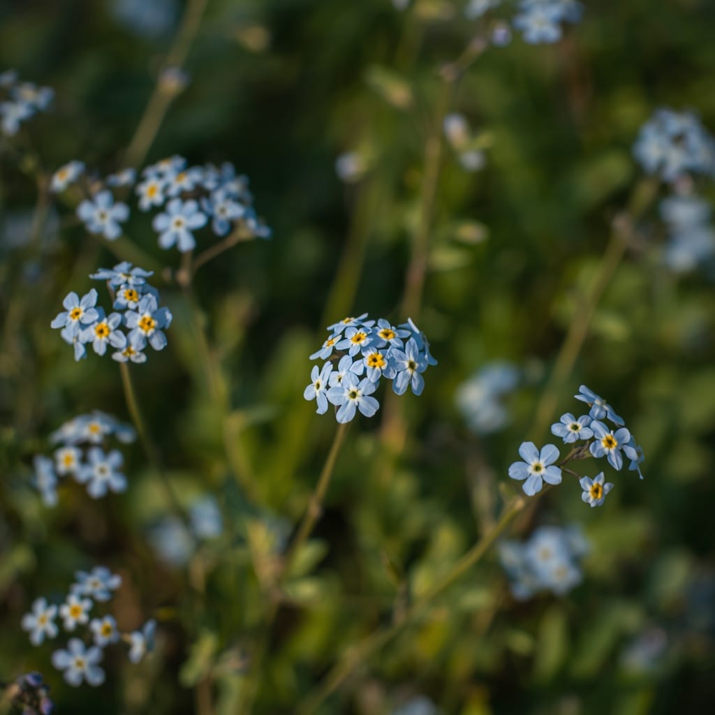 Clusters of small blue forget-me-not flowers with yellow centers