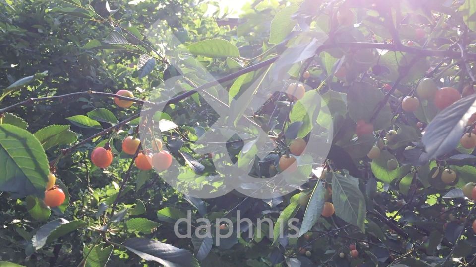 🩸 Queer Games Telethon