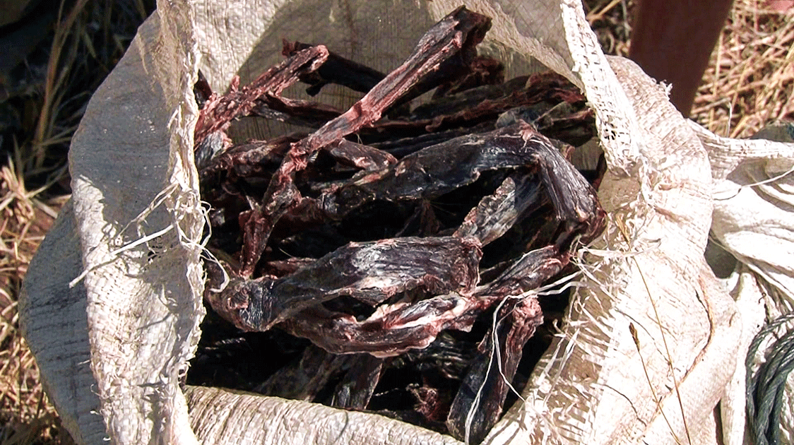 What's in a Poacher's Backpack? (6-Minute Video)