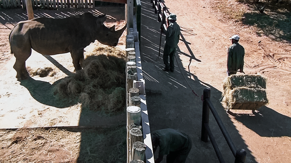 Do Trade Bans Protect Wildlife? (4-minute Video)