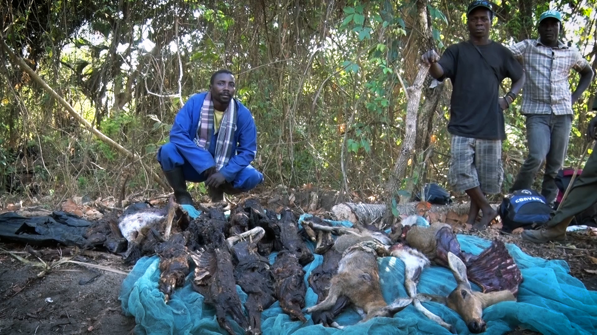 The Bushmeat Trade in Africa: Economic Dynamics of a Multi-Billion Dollar Market