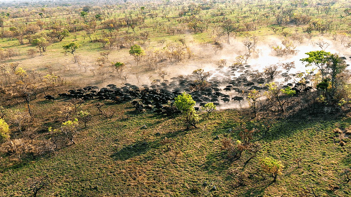 How to Maintain a Game Reserve in Tanzania (16-minute Video)