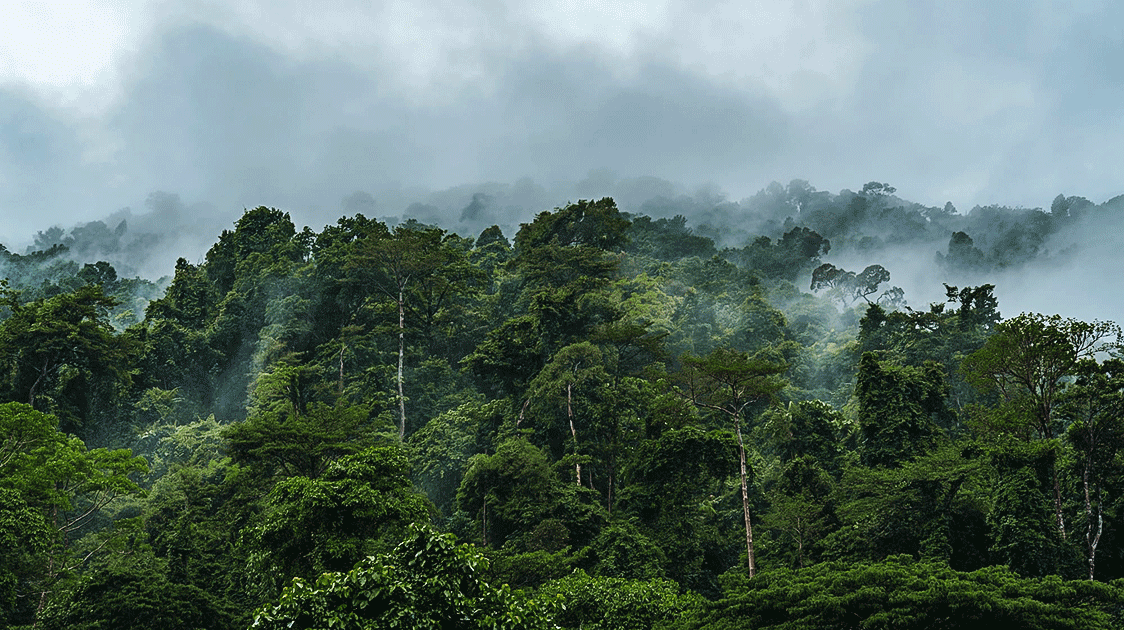 Conservation vs. Livelihoods: The Complex Challenge of Wildlife Protection in Africa