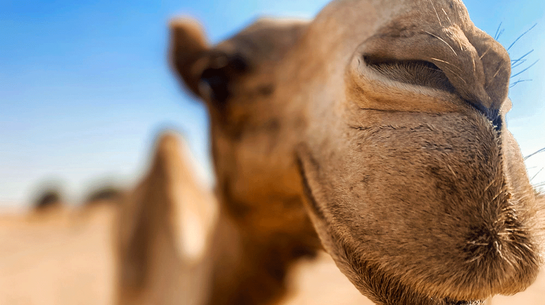 Can the Cascade from Wildlife to Cattle to Camels and Desertification be Prevented?