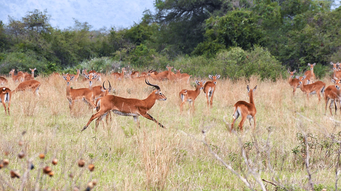 Cattle Out, Wildlife In (6-minute Video)