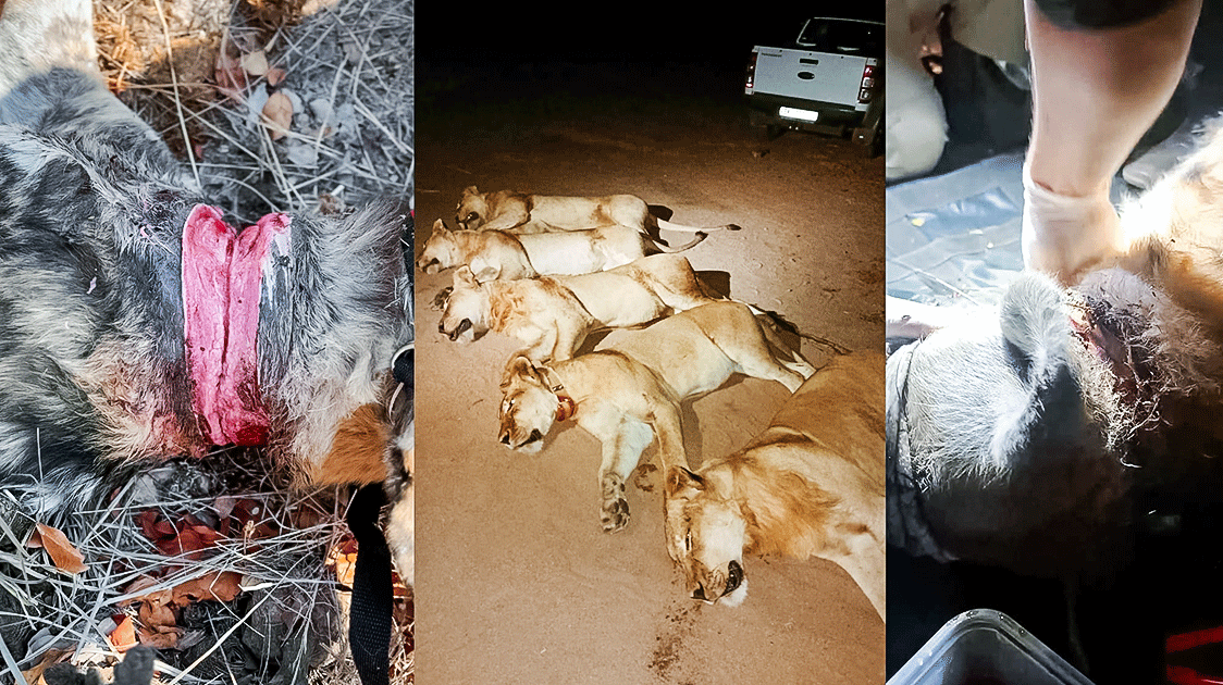 The Economics of Wildlife Rescue (You Can’t Save Everything) (5-minute Video)