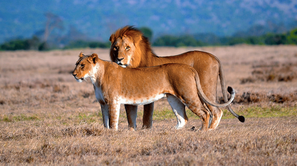 Targeted Poaching of Lions for Body Parts Trade