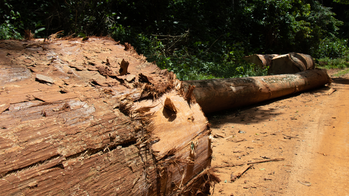 The Threat of Timber Poaching in Africa