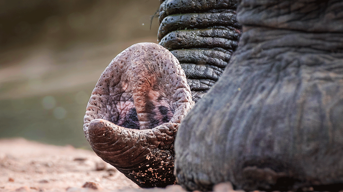 Loss of Africa’s Larger Mammals Has Reduced Essential Ecosystem Functions