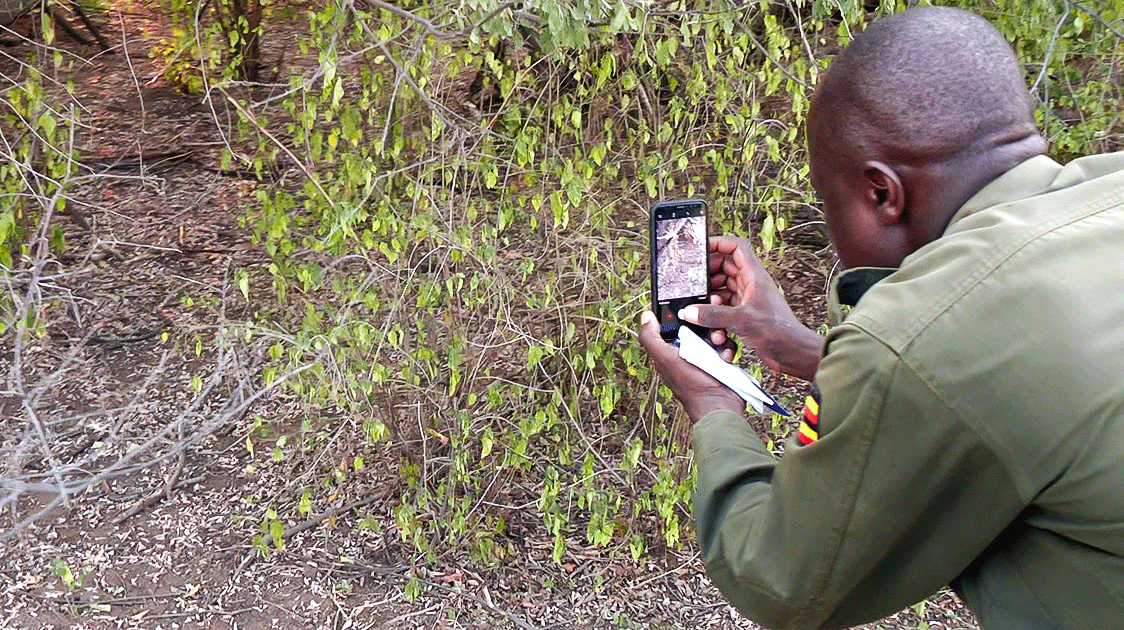 Cellphones in Anti-Poaching (5-Minute Video)