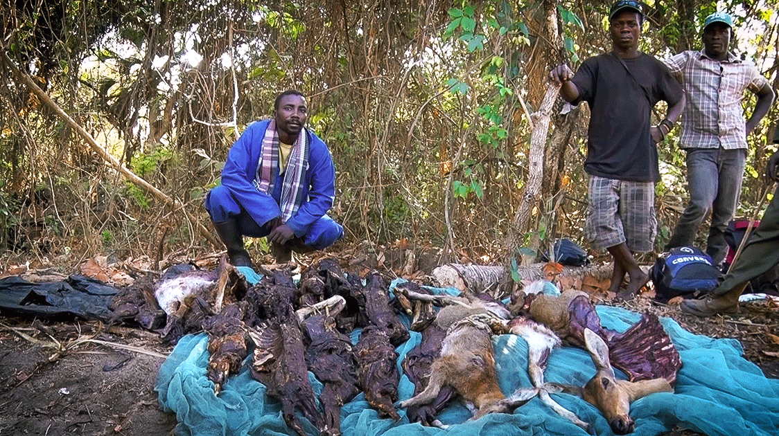 The Bushmeat Trade in Africa: How a Multi-Billion Dollar Market Actually Works