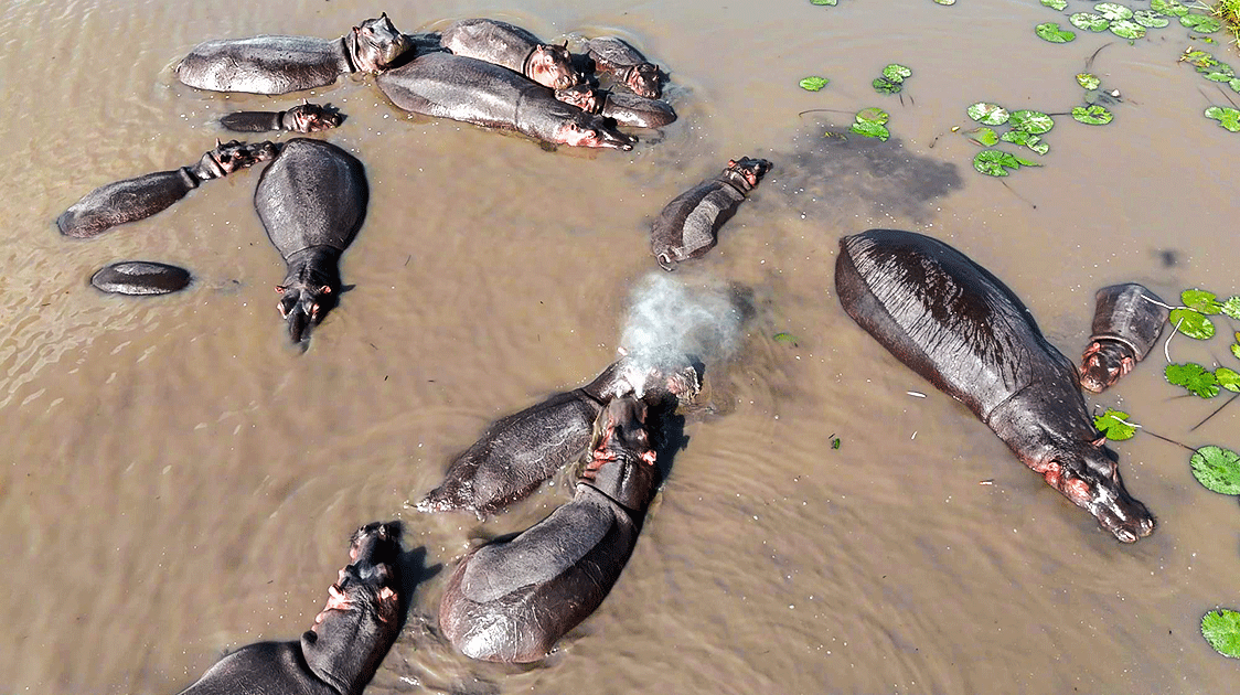 Protecting a Fragile River Ecosystem (6-minute Video)