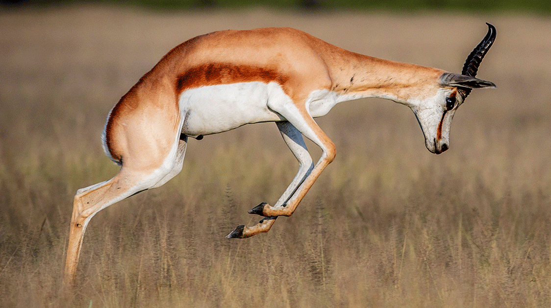 17 Permits to sell a Springbok and one to sell a Sheep?