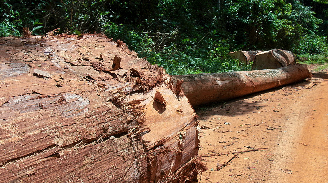 The Curse of Timber Poaching in Africa