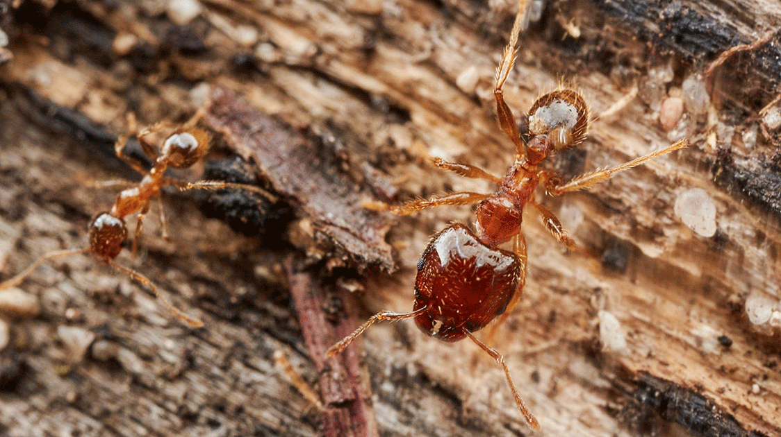 Disruption of Ant-plant Mutualism is Sabotaging Lion Hunts in Laikipia, Kenya
