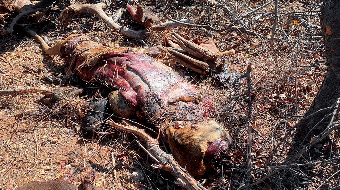 Poison and Wire: How Lions Disappear (8-minute Video)