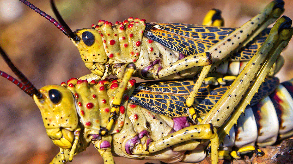 Does a Locust Have Feelings?