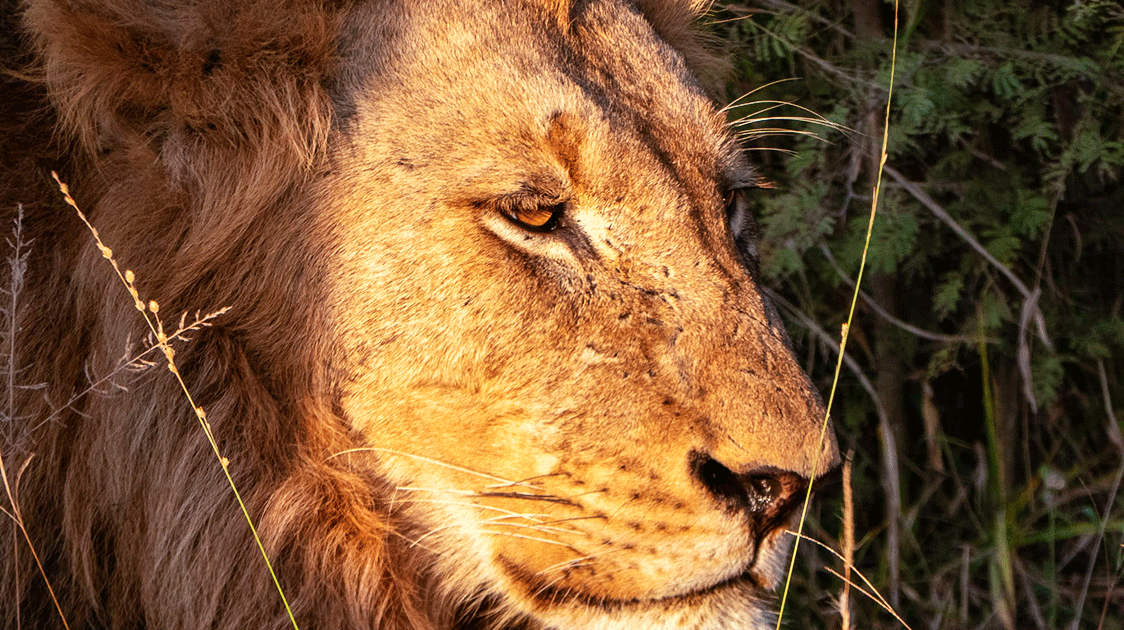 A Ticking Time-bomb: Beyond Kruger’s Fences