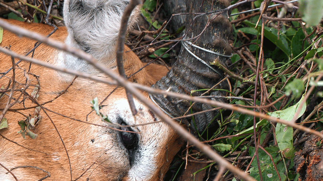 The Killing Thickets (5-minute Video)
