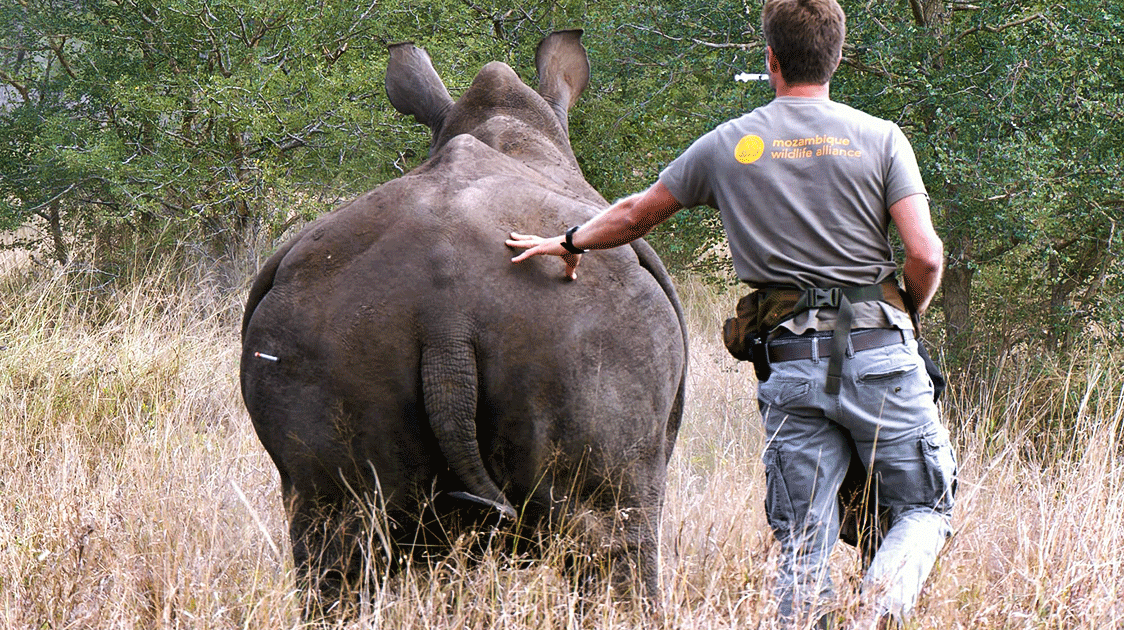 Collaboration in Action: The Mozambique Wildlife Alliance (Full Documentary: 32 minutes)