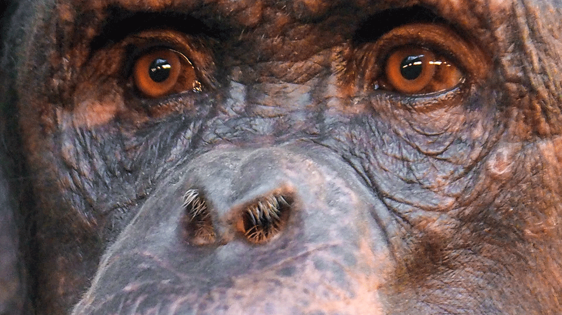 Clicks That Kill: Meta's Algorithm of Extinction