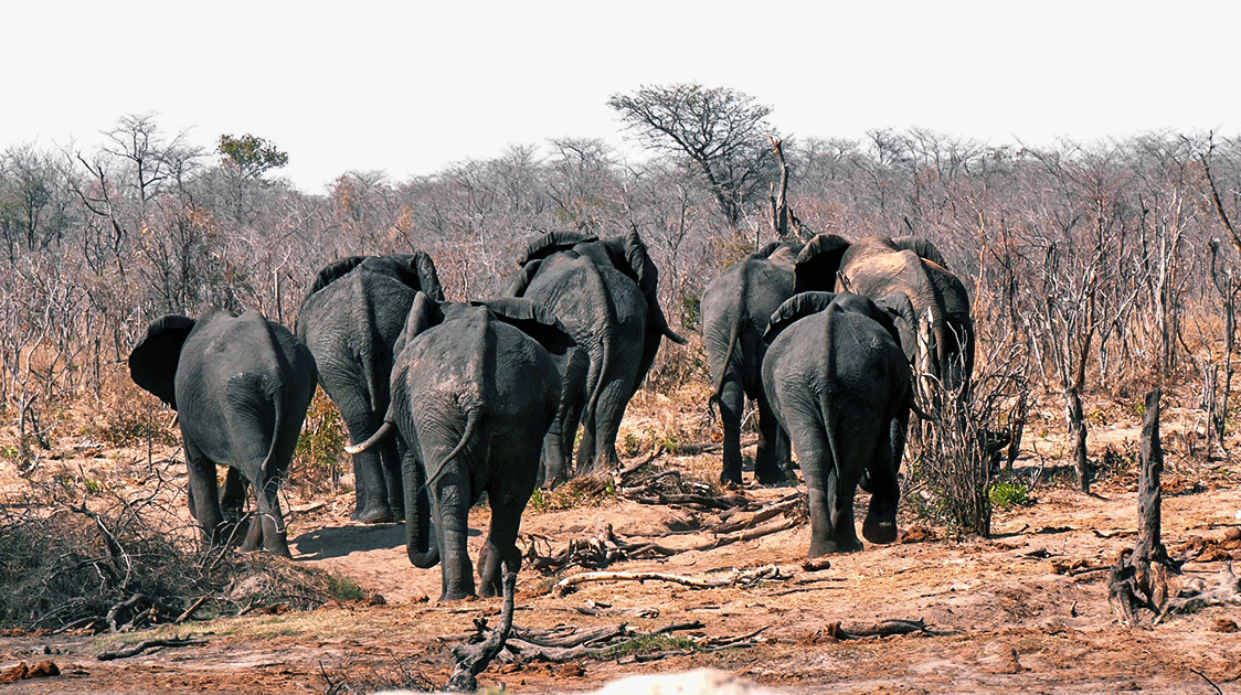 When Elephants Are All You Have (11-minute Video)