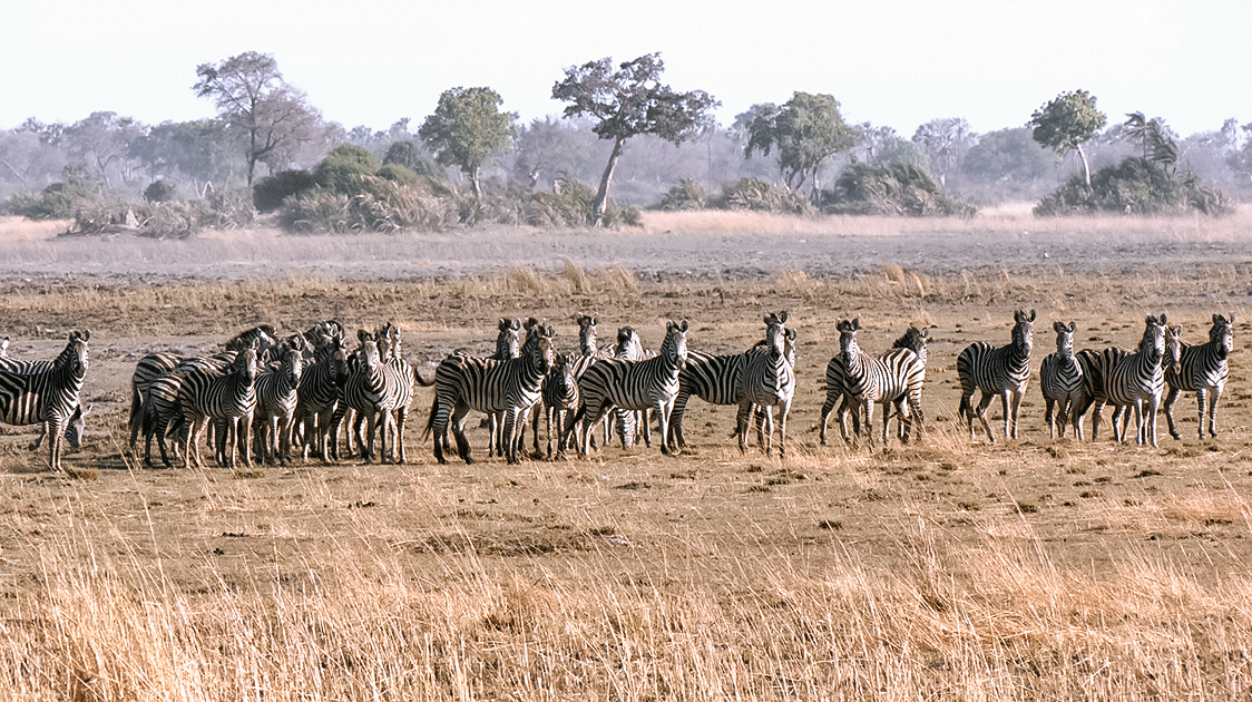 Beyond the Fence: Reimagining Wildlife Conservation in Africa