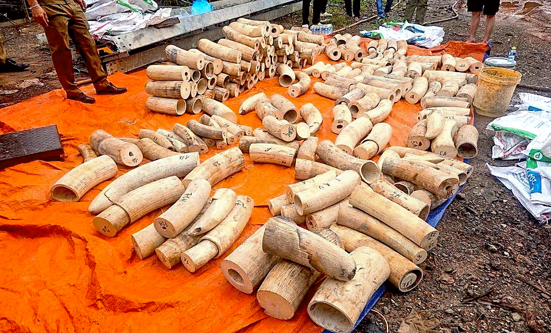 Is Ivory Trafficking on the Verge of Another Surge?