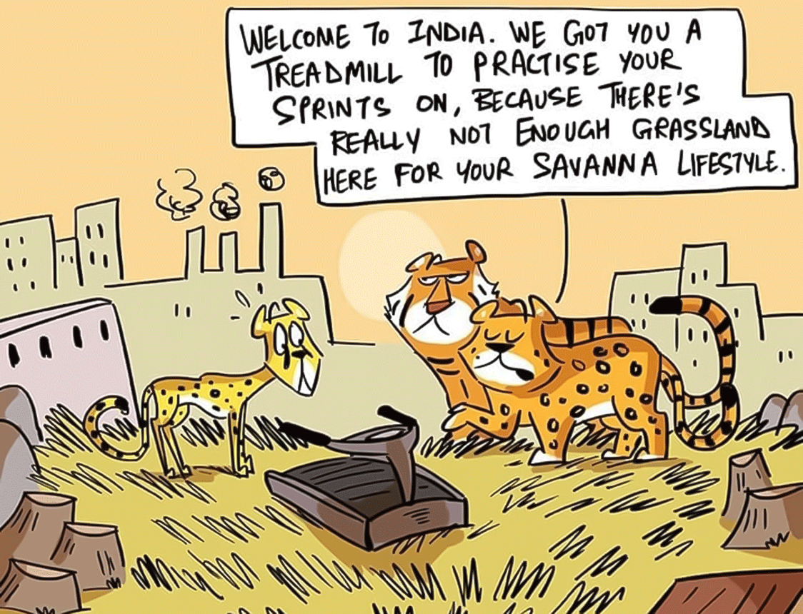 The Controversy of Introducing African Cheetahs to India