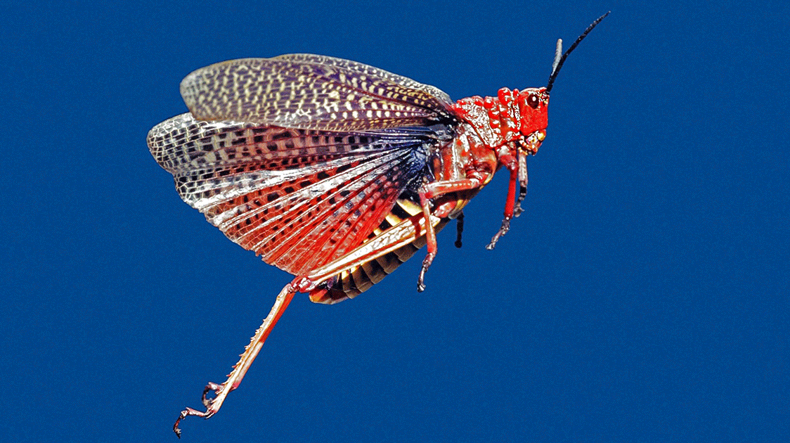 The Court Ruled on the Calendar, Not the Locust