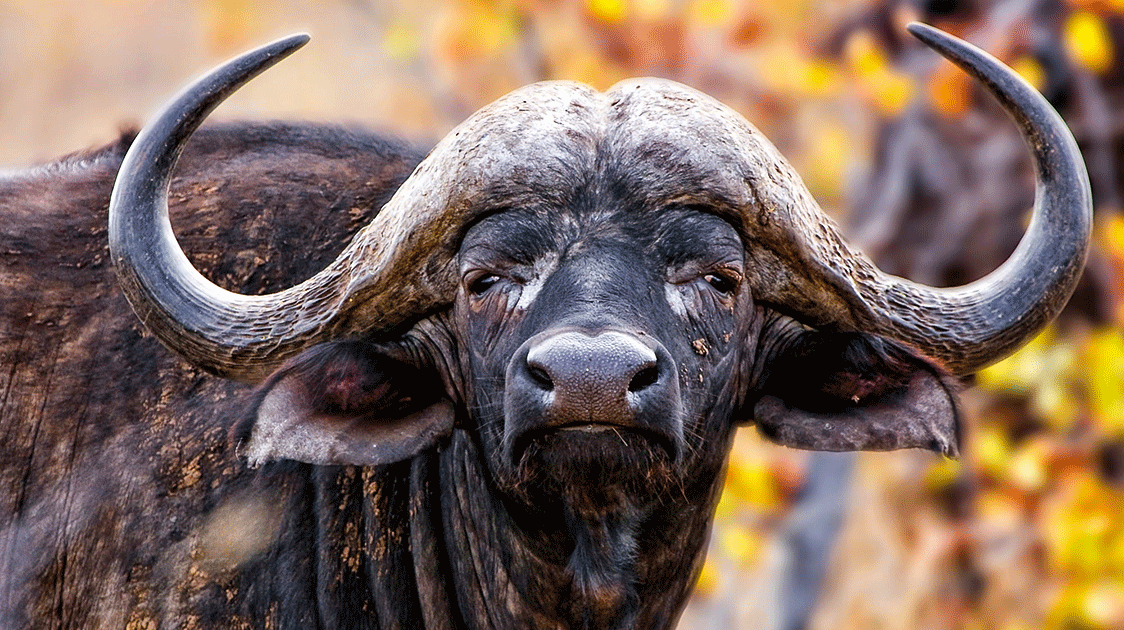 When Wildlife Became Worth Protecting
