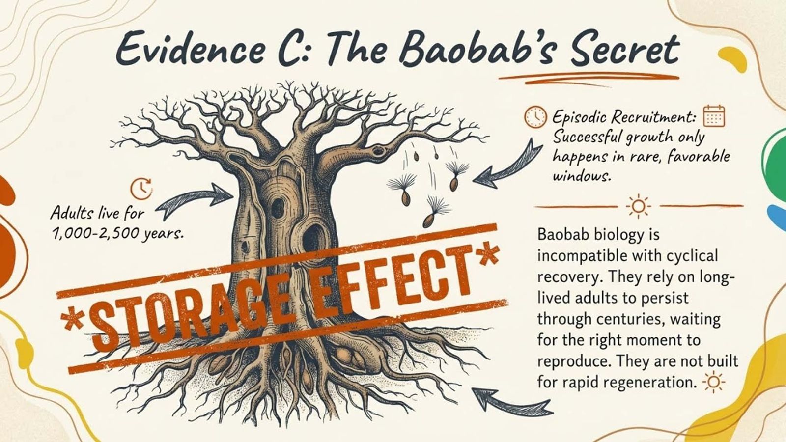 Evidence C: The Baobab's Secret