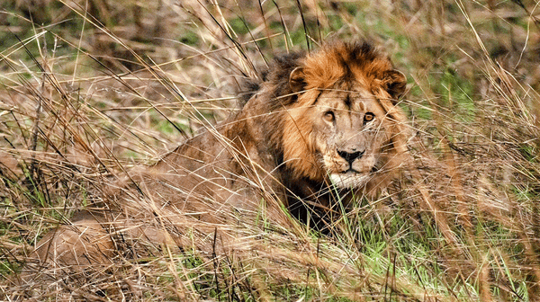 Ganam: Legendary Safaris Tanzania. Kizigo West and Central and Moyowosi South Conservation Report 2022.